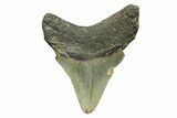 Serrated, Juvenile Megalodon Tooth - North Carolina #294468-1